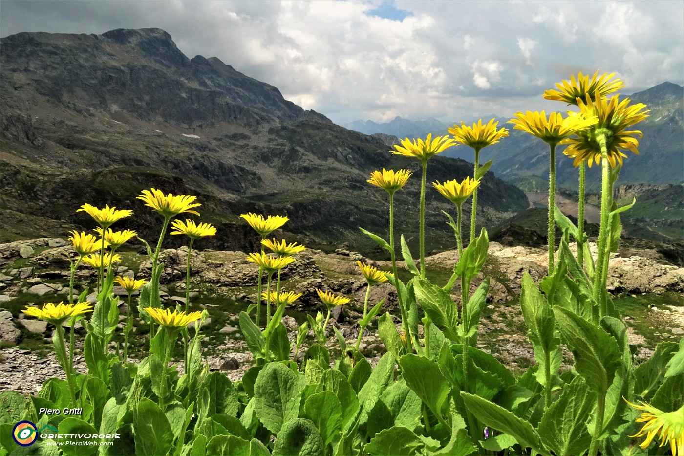 65  Doronico sui macereti al Passo della Portula con vista in Cabianca.JPG